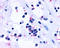 Cysteinyl Leukotriene Receptor 1 antibody, TA340417, Origene, Immunohistochemistry paraffin image 