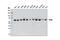 Phosphoenolpyruvate Carboxykinase 2, Mitochondrial antibody, 8565S, Cell Signaling Technology, Western Blot image 