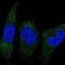 Protein canopy homolog 2 antibody, NBP1-91799, Novus Biologicals, Immunocytochemistry image 
