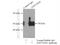 Zinc Finger MYND-Type Containing 10 antibody, 14431-1-AP, Proteintech Group, Immunoprecipitation image 