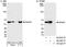 Non-POU Domain Containing Octamer Binding antibody, A300-587A, Bethyl Labs, Immunoprecipitation image 