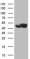 WD Repeat Domain 77 antibody, TA809719, Origene, Western Blot image 