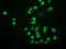Monoglyceride Lipase antibody, TA503067, Origene, Immunofluorescence image 