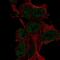 Low Density Lipoprotein Receptor Class A Domain Containing 4 antibody, PA5-65879, Invitrogen Antibodies, Immunofluorescence image 