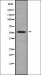 Phosphatidylinositol Glycan Anchor Biosynthesis Class A antibody, orb338538, Biorbyt, Western Blot image 