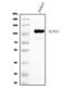 Schlafen Family Member 11 antibody, A08259, Boster Biological Technology, Western Blot image 