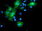 Leucine Rich Repeat Containing 25 antibody, TA504885, Origene, Immunofluorescence image 