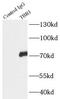 T-box brain protein 1 antibody, FNab08529, FineTest, Immunoprecipitation image 