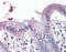 Sodium Channel Epithelial 1 Gamma Subunit antibody, TA317267, Origene, Immunohistochemistry frozen image 