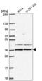 SPY1 antibody, NBP2-57267, Novus Biologicals, Western Blot image 