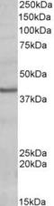 POU domain, class 4, transcription factor 3 antibody, TA311245, Origene, Western Blot image 
