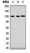 Clock Circadian Regulator antibody, LS-B14145, Lifespan Biosciences, Western Blot image 