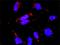 RAS guanyl-releasing protein 4 antibody, H00115727-D01P, Novus Biologicals, Proximity Ligation Assay image 