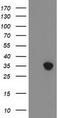 ZFP36 Ring Finger Protein antibody, TA502384S, Origene, Western Blot image 