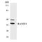 Ras Association Domain Family Member 4 antibody, LS-C200572, Lifespan Biosciences, Western Blot image 