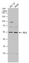 DLD antibody, GTX101245, GeneTex, Western Blot image 