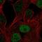 POU Class 3 Homeobox 1 antibody, NBP2-58689, Novus Biologicals, Immunofluorescence image 