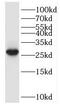 Hepsin antibody, FNab03832, FineTest, Western Blot image 