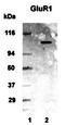 Metabotropic glutamate receptor 1 antibody, TA336513, Origene, Western Blot image 