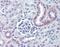 Nestin antibody, GTX39578, GeneTex, Immunohistochemistry paraffin image 