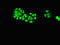 UPF0405 protein C3orf75 antibody, LS-C677812, Lifespan Biosciences, Immunofluorescence image 