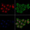 Interferon Regulatory Factor 3 antibody, GTX02883, GeneTex, Immunocytochemistry image 