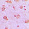NDUFA4 Mitochondrial Complex Associated antibody, LS-C352554, Lifespan Biosciences, Immunohistochemistry frozen image 