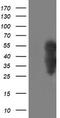 WW Domain Containing Transcription Regulator 1 antibody, LS-C173231, Lifespan Biosciences, Western Blot image 