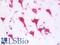 Ribosomal Protein L28 antibody, LS-B9688, Lifespan Biosciences, Immunohistochemistry frozen image 
