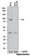 FER Tyrosine Kinase antibody, NBP1-20089, Novus Biologicals, Western Blot image 