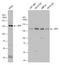 Zinc finger X-chromosomal protein antibody, GTX130761, GeneTex, Western Blot image 