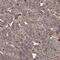 Glutamate Receptor Interacting Protein 1 antibody, HPA038856, Atlas Antibodies, Immunohistochemistry frozen image 