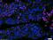 Death-inducer obliterator 1 antibody, orb101770, Biorbyt, Immunohistochemistry paraffin image 