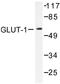 Solute carrier family 2, facilitated glucose transporter member 1 antibody, AP06144PU-N, Origene, Western Blot image 
