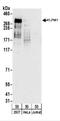 YLP Motif Containing 1 antibody, NBP2-22326, Novus Biologicals, Western Blot image 