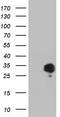 Apolipoprotein E antibody, CF805285, Origene, Western Blot image 