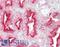 NUMB Endocytic Adaptor Protein antibody, LS-B7106, Lifespan Biosciences, Immunohistochemistry frozen image 