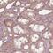 C-Maf Inducing Protein antibody, NBP2-56410, Novus Biologicals, Immunohistochemistry paraffin image 