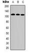 Dihydropyrimidine dehydrogenase [NADP+] antibody, orb319068, Biorbyt, Western Blot image 