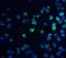Receptor Accessory Protein 3 antibody, A12243, Boster Biological Technology, Immunofluorescence image 