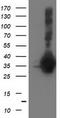 Sirtuin 5 antibody, CF503279, Origene, Western Blot image 