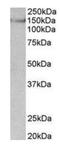 Synaptic Ras GTPase Activating Protein 1 antibody, orb125221, Biorbyt, Western Blot image 