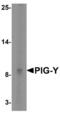 Phosphatidylinositol Glycan Anchor Biosynthesis Class Y antibody, NBP1-76967, Novus Biologicals, Western Blot image 