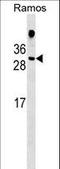 HDGF Like 1 antibody, LS-C159814, Lifespan Biosciences, Western Blot image 