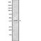 Cell division cycle protein 123 homolog antibody, abx149111, Abbexa, Western Blot image 