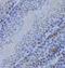 Lymphoid-specific helicase antibody, FNab03822, FineTest, Immunohistochemistry paraffin image 