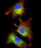 Peptidylprolyl Isomerase D antibody, M02424-1, Boster Biological Technology, Immunofluorescence image 