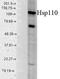Heat Shock Protein Family H (Hsp110) Member 1 antibody, orb95896, Biorbyt, Western Blot image 