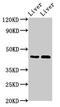 Plasma serine protease inhibitor antibody, orb401232, Biorbyt, Western Blot image 