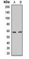 EDL antibody, orb412040, Biorbyt, Western Blot image 